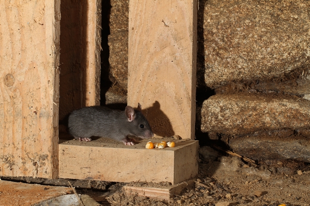 Rat noir, Rat commun © Xavier Rozec